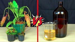 Plantas Carnívoras Vs Estômago Humano | Qual Ácido é mais Poderoso ??
