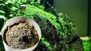 Come Rendere CRISTALLINA l'acqua dell'acquario con ARGILLA VERDE