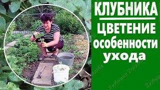 Уход за клубникой во время цветения  Общие моменты и особенности агротехники в южном регионе