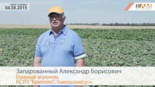Технология выращивания семян огурцов на базе КСУП “Брилево” Гомельского района