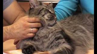 Диетология кошек с Ярославом Рюминым 4 / Cat food & Pet nutrition 4