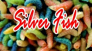 Разведение опарышей - промышленная биотехнология