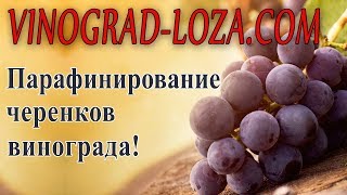 Парафинирование черенков винограда. Готовим парафин для чубуков и прививок