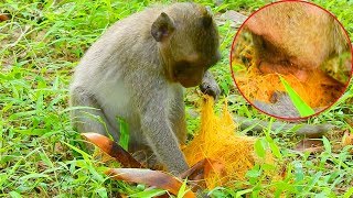 Orphan girl Jessie very enjoy to eat worm in side palm fruit / Monkey Post