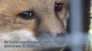 Самые добрые в мире лисы