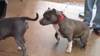 Pitbulls Breeding ( Top 2018 )