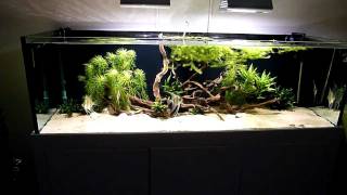 Pterophyllum altum - 720Liter Amazonas Aquarium