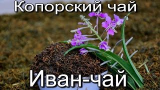 Как приготовить иван-чай (копорский чай). Технология изготовления копорского чая.