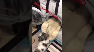 МАЁ ПЕЛВАЕ ВИДЕО ТАК ЧТО ЧТЛОГА НЕ СУДИТЕ...