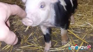 Свинка в загуле, как проверить охоту у свинки. Видео от мужа.