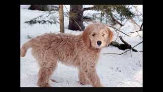 Все породы собак.Голдендудль (Goldendoodle)