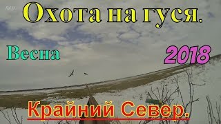 ОХОТА НА ГУСЯ. 2018.Весна. ч.1