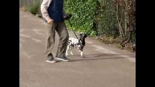 Cachorro dálmata aprendiendo a sentarse y a no tirar de la correa. Salamis de Cliveal