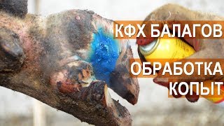 Обработка и лечение копыт КРС. Станок для обработки копыт. КФХ Балагов. Кабардино-Балкария
