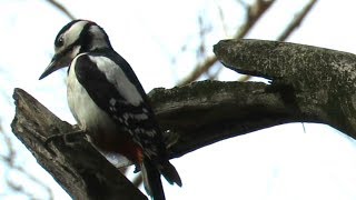 Дятел отбивает дробь, птицы весной, Woodpecker drumming on wood