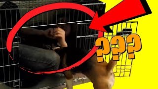 #354 Tymczasem - GDY TRZYMANIE ZWIERZĄT W KLATCE TO ZA MAŁO