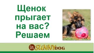 Щенок прыгает на вас? Отучаем  щенка прыгать на вас и ставить лапы
