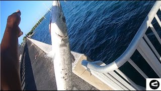 Landing MONSTER Barracuda ALONE, Upper Keys Bridge Fishing!