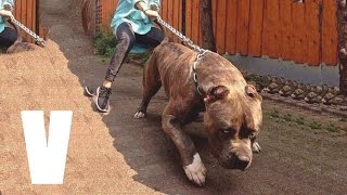LOS 7 PERROS MAS PODEROSOS DE AMERICA - Best Dogs