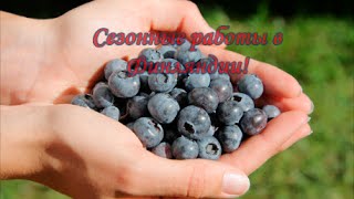 Сезонные работы в Финляндии. Сбор черники, брусники и грибов.