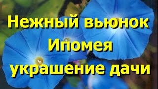 Нежный вьюнок - ипомея. Фото ипомеи