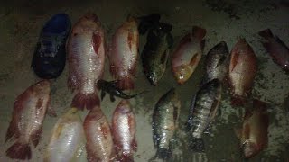 Trộn mồi câu cá rô phi - HMKHOA