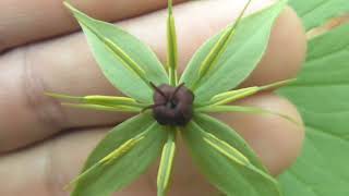 Beautiful floral symmetry, Paris quadrifolia, the herb-paris, or true lover's knot