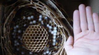 Гнездо Шершней и Укус Шершня на 3 минуте 17 секунде, 2017 г