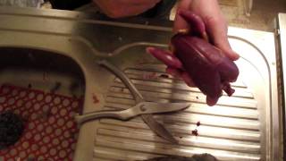 как разделать куропатку, потрошение.how to butcher agrey partridge, Eviscerate