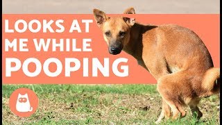 Why Does My Dog Look at Me When They Poop? ??