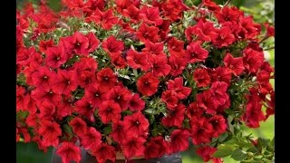 КАК ПОСАДИТЬ ПЕТУНИЮ Часть 1
