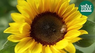 Give Bees A Chance l Share The Buzz l Whole Foods Market