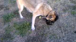 Two monster German Shepherd dogs playing