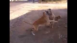 pelea de perros por una perra