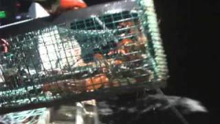 Hauling Day: The Second Day of Lobster Season
