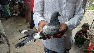 BEST PIGEONS MARKET OF SOUTH 24 PARGANAS (MAGRAHAT -THURSDAY)
