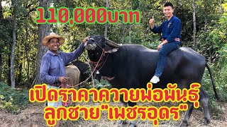 เปิดราคาควายงามลูกเพชรอุดรพ่อจรัส/บ้านโนนทองหลาง ต.หนองไผ่ อ.ชุมแพ จ.ขอนแก่น ☎️ 083-673-1735พ่อจรัส
