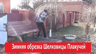 Как обрезать шелковицу плакучую.