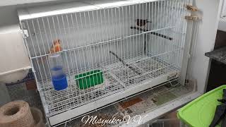 Реакция канареек на свисток