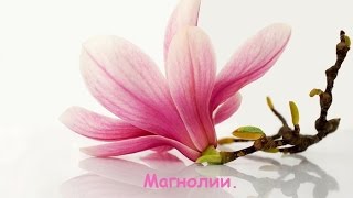 *** #Магнолии в цветах!!! #Magnolia blossoms!!!