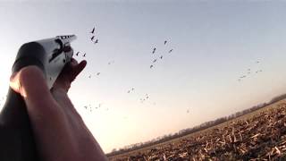 Охота на гусей. Гусь хотел сесть возле моего скрадка. Die Jagd auf die Gänse. Hunting for geese