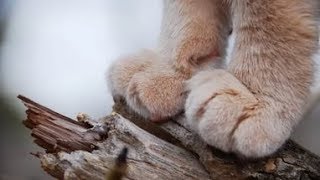 Как нарисовать лапы? | Рисуем вместе