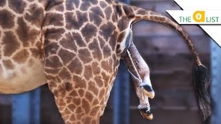 3 Unexpected Ways Animals Give Birth