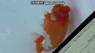 [弐歳魚 東大関]2010年度 第55回日本らんちゅう協会全国品評大会