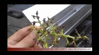 High Quality Grape Destemming and Crushing Machine/grape crusher/grape destemmer