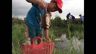 Đào hang bắt chuột đồng ở Miền Tây - khám phá vùng quê