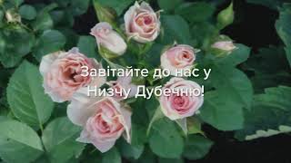 Садовый Центр Зелений Двір - Роза Яна С5