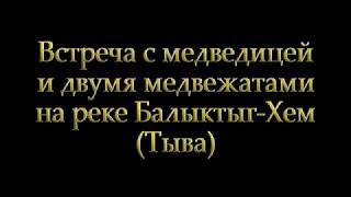 Тува. Рыбалка в Туве. Река Балыктыг-Хем. Встреча с медведями в дикой природе.