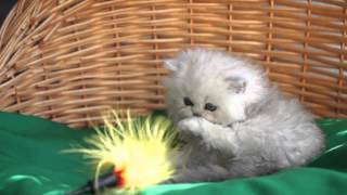 котенок персидской шиншиллы