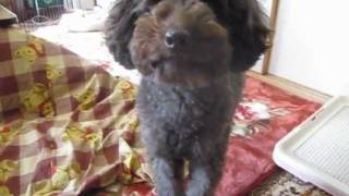 トイプードルトリミング姪っこ用に準備 Preparing for toy poodles' grooming at home